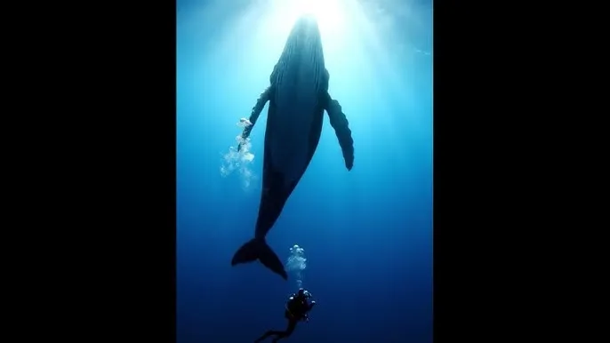 兽性诱惑 - 深蓝星球：探索海洋深处的未知世界